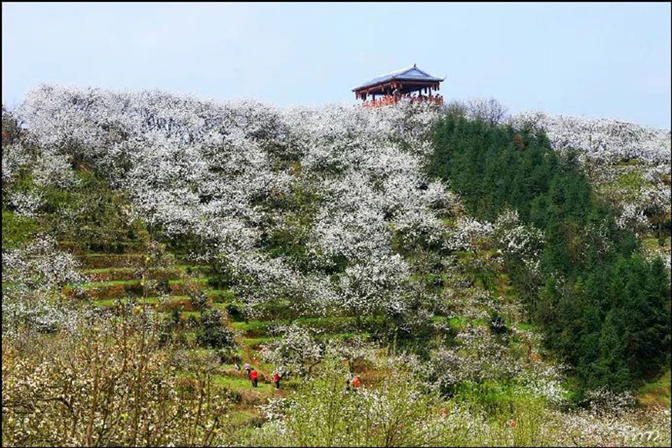 【春天，广西桂林灌阳县向您发出邀请！】我们在灌阳看梨花 - 游山玩水 - 双鸭山生活社区 - 双鸭山28生活网 sys.28life.net