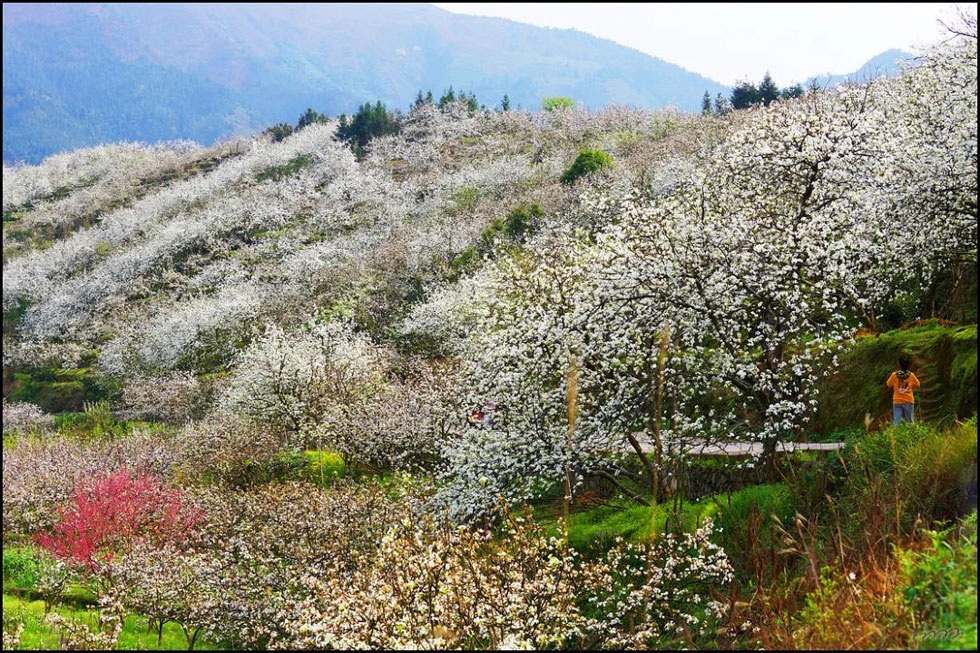 【春天，广西桂林灌阳县向您发出邀请！】我们在灌阳看梨花 - 游山玩水 - 双鸭山生活社区 - 双鸭山28生活网 sys.28life.net