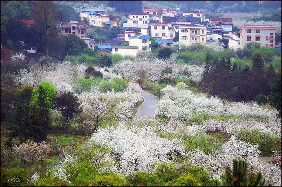 【春天，广西桂林灌阳县向您发出邀请！】我们在灌阳看梨花 - 游山玩水 - 双鸭山生活社区 - 双鸭山28生活网 sys.28life.net