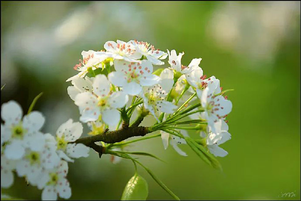 【春天，广西桂林灌阳县向您发出邀请！】我们在灌阳看梨花 - 游山玩水 - 双鸭山生活社区 - 双鸭山28生活网 sys.28life.net