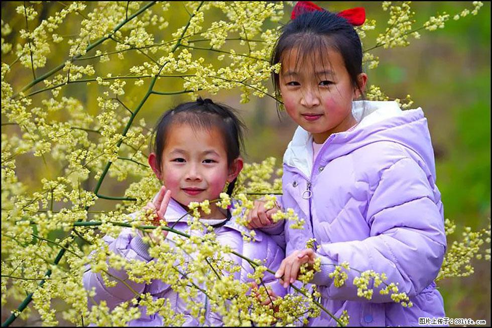 【春天，广西桂林灌阳县向您发出邀请！】米珠山前有片山苍子花在飘香 - 游山玩水 - 双鸭山生活社区 - 双鸭山28生活网 sys.28life.net