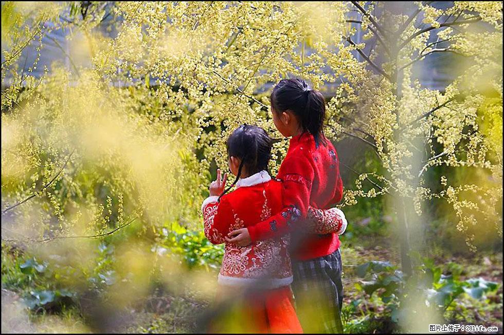【春天，广西桂林灌阳县向您发出邀请！】米珠山前有片山苍子花在飘香 - 游山玩水 - 双鸭山生活社区 - 双鸭山28生活网 sys.28life.net