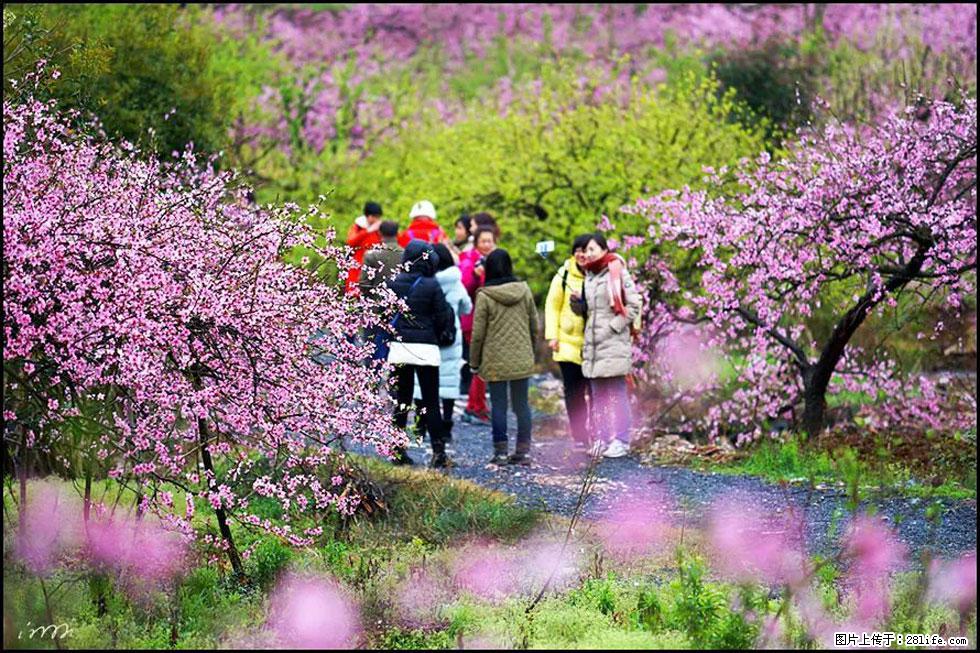 【春天，广西桂林灌阳县向您发出邀请！】官庄村有个醉美的桃花园 - 游山玩水 - 双鸭山生活社区 - 双鸭山28生活网 sys.28life.net