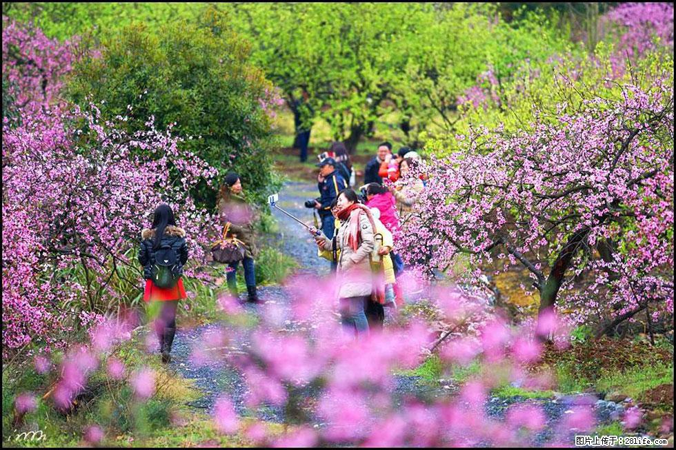 【春天，广西桂林灌阳县向您发出邀请！】官庄村有个醉美的桃花园 - 游山玩水 - 双鸭山生活社区 - 双鸭山28生活网 sys.28life.net