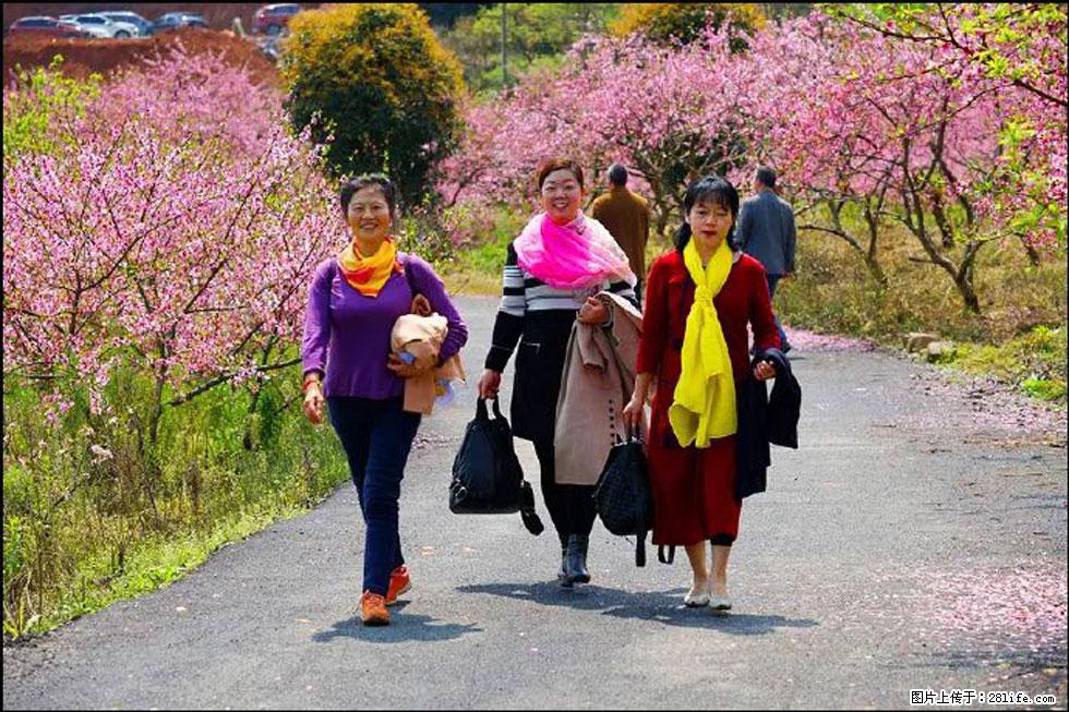 【春天，广西桂林灌阳县向您发出邀请！】官庄村有个醉美的桃花园 - 游山玩水 - 双鸭山生活社区 - 双鸭山28生活网 sys.28life.net