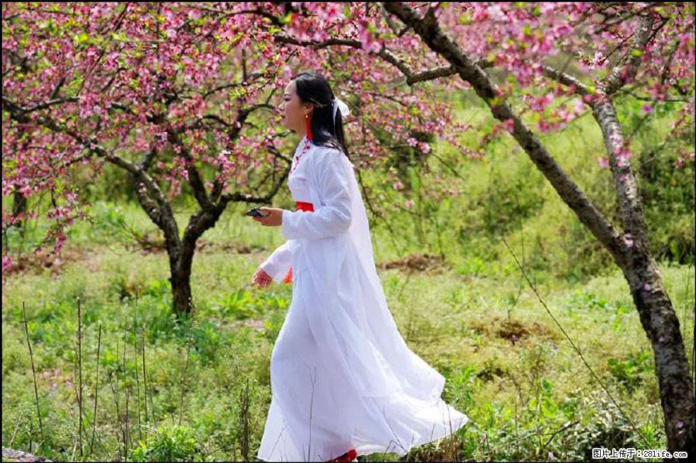 【春天，广西桂林灌阳县向您发出邀请！】官庄村有个醉美的桃花园 - 游山玩水 - 双鸭山生活社区 - 双鸭山28生活网 sys.28life.net