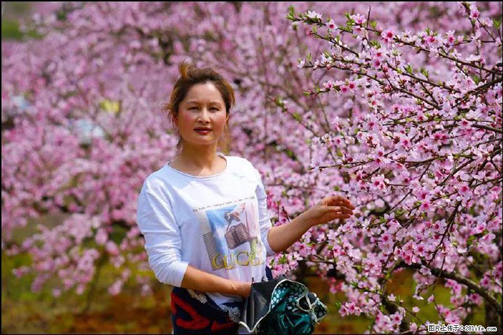 【春天，广西桂林灌阳县向您发出邀请！】官庄村有个醉美的桃花园 - 游山玩水 - 双鸭山生活社区 - 双鸭山28生活网 sys.28life.net
