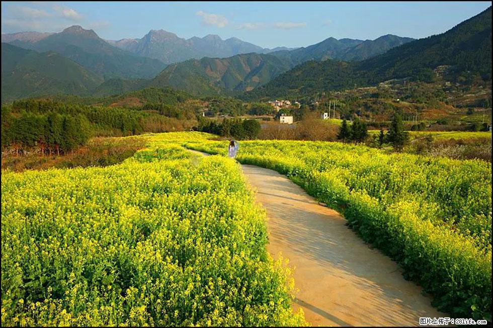 【春天，广西桂林灌阳县向您发出邀请！】长坪村油菜盛情花开 - 游山玩水 - 双鸭山生活社区 - 双鸭山28生活网 sys.28life.net
