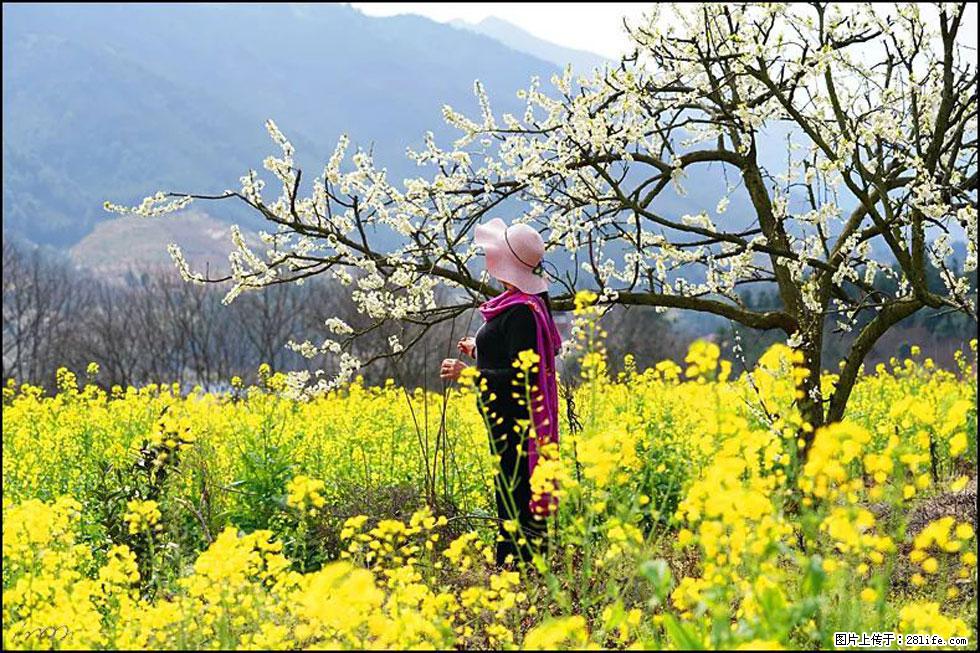 【春天，广西桂林灌阳县向您发出邀请！】长坪村油菜盛情花开 - 游山玩水 - 双鸭山生活社区 - 双鸭山28生活网 sys.28life.net
