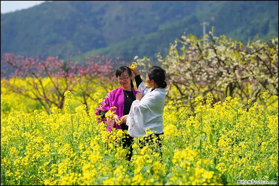 【春天，广西桂林灌阳县向您发出邀请！】长坪村油菜盛情花开 - 游山玩水 - 双鸭山生活社区 - 双鸭山28生活网 sys.28life.net