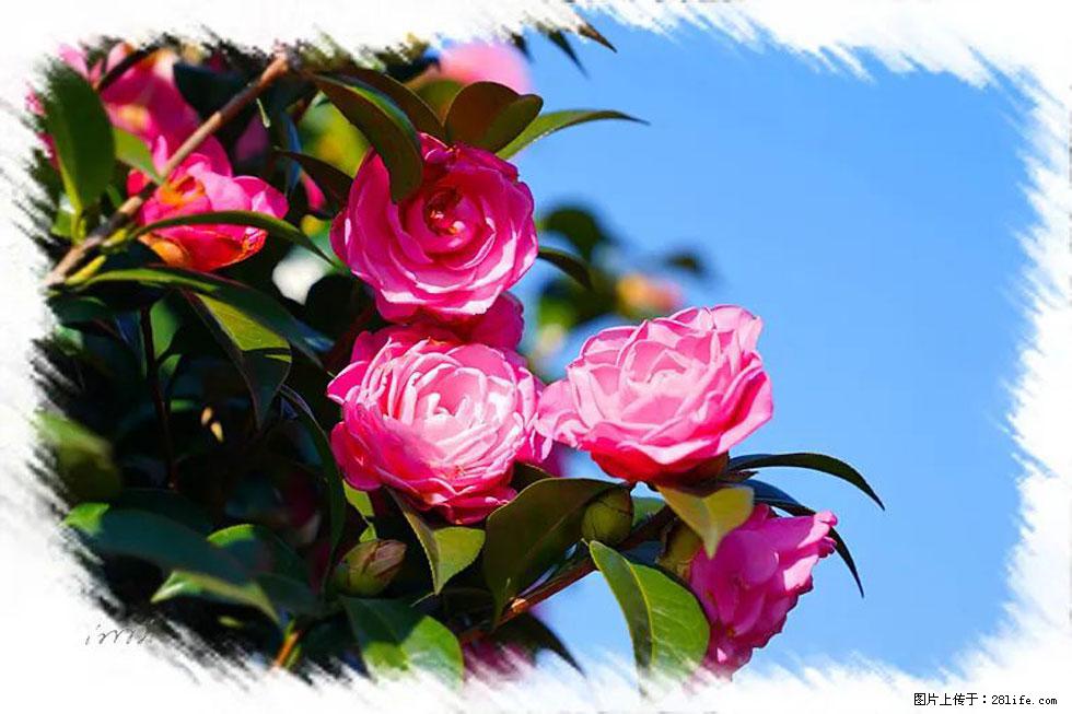 【春天，广西桂林灌阳县向您发出邀请！】杨柳井茶花惹人爱 - 游山玩水 - 双鸭山生活社区 - 双鸭山28生活网 sys.28life.net