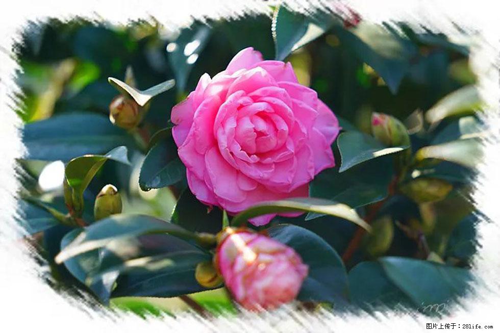 【春天，广西桂林灌阳县向您发出邀请！】杨柳井茶花惹人爱 - 游山玩水 - 双鸭山生活社区 - 双鸭山28生活网 sys.28life.net