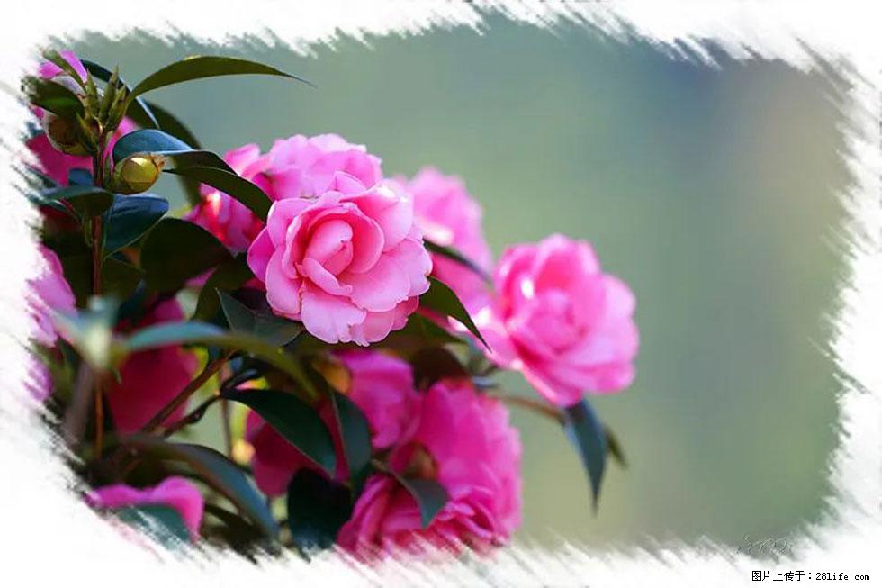 【春天，广西桂林灌阳县向您发出邀请！】杨柳井茶花惹人爱 - 游山玩水 - 双鸭山生活社区 - 双鸭山28生活网 sys.28life.net