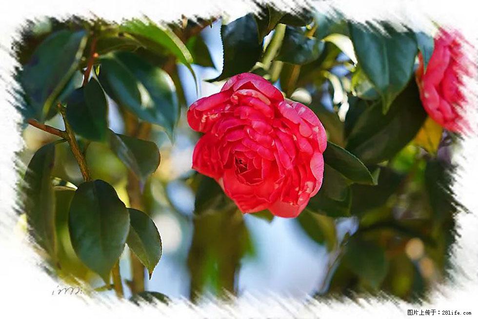【春天，广西桂林灌阳县向您发出邀请！】杨柳井茶花惹人爱 - 游山玩水 - 双鸭山生活社区 - 双鸭山28生活网 sys.28life.net