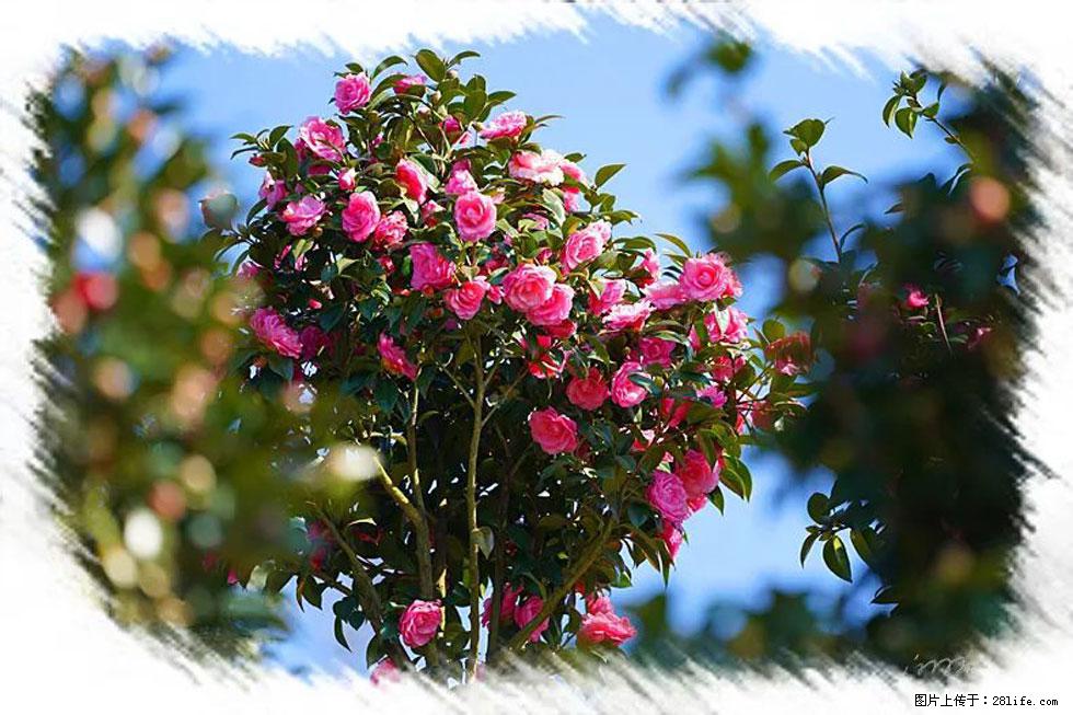 【春天，广西桂林灌阳县向您发出邀请！】杨柳井茶花惹人爱 - 游山玩水 - 双鸭山生活社区 - 双鸭山28生活网 sys.28life.net