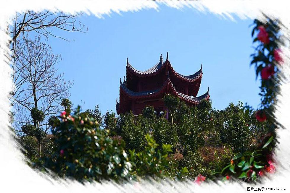 【春天，广西桂林灌阳县向您发出邀请！】杨柳井茶花惹人爱 - 游山玩水 - 双鸭山生活社区 - 双鸭山28生活网 sys.28life.net