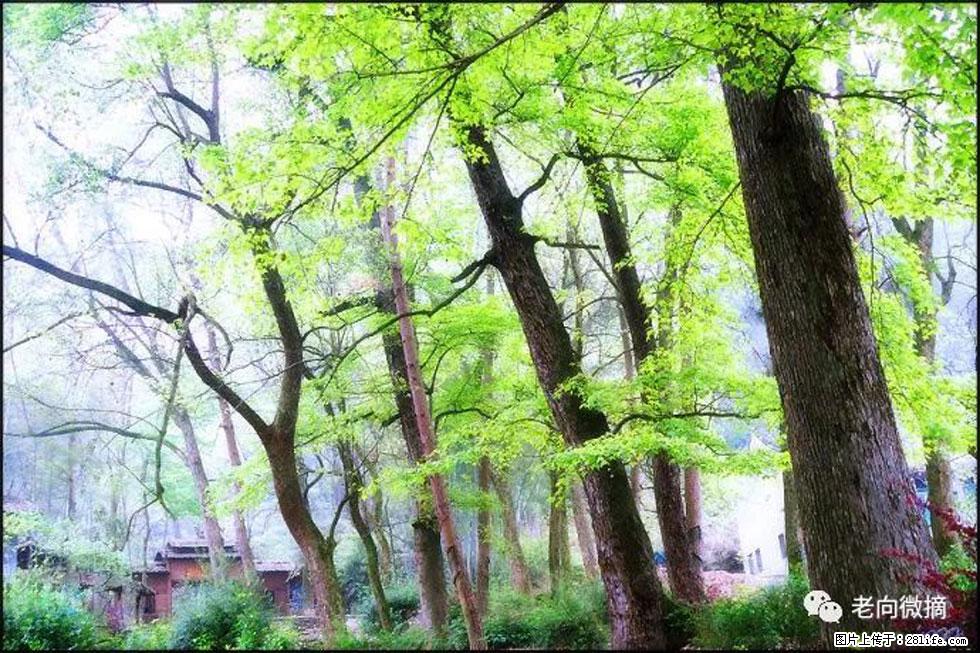 【春天，广西桂林灌阳县向您发出邀请！】在小龙村与春天约会 - 游山玩水 - 双鸭山生活社区 - 双鸭山28生活网 sys.28life.net