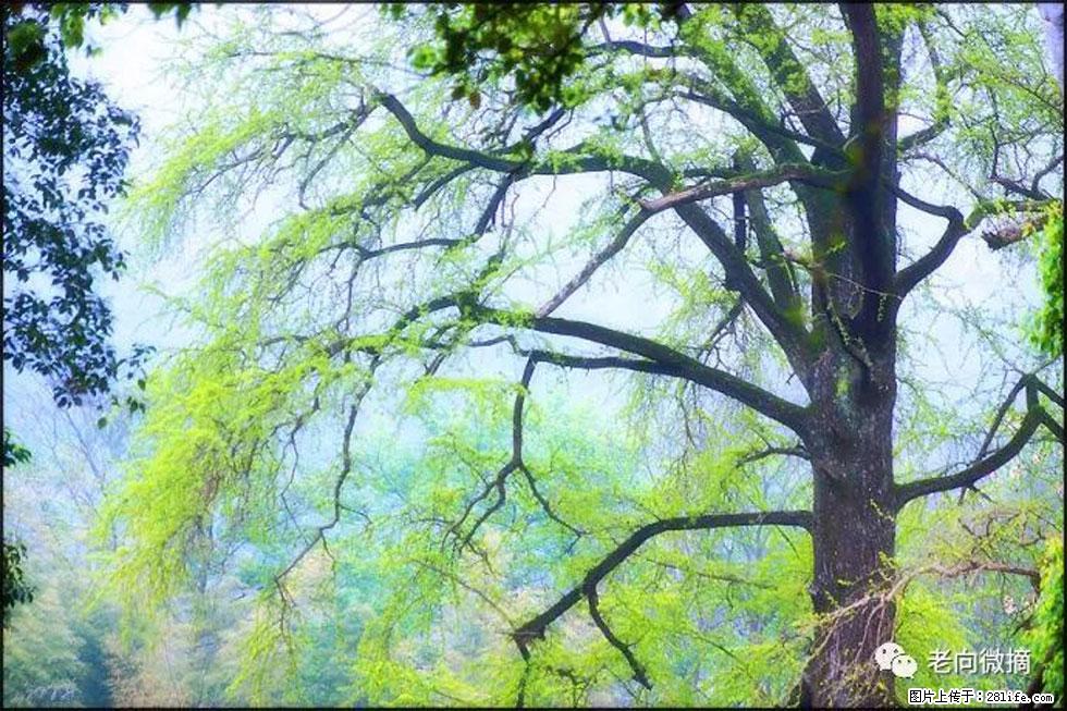 【春天，广西桂林灌阳县向您发出邀请！】在小龙村与春天约会 - 游山玩水 - 双鸭山生活社区 - 双鸭山28生活网 sys.28life.net