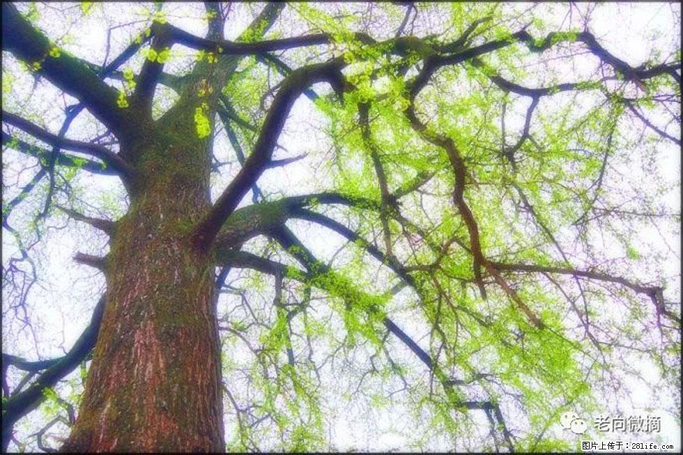 【春天，广西桂林灌阳县向您发出邀请！】在小龙村与春天约会 - 游山玩水 - 双鸭山生活社区 - 双鸭山28生活网 sys.28life.net