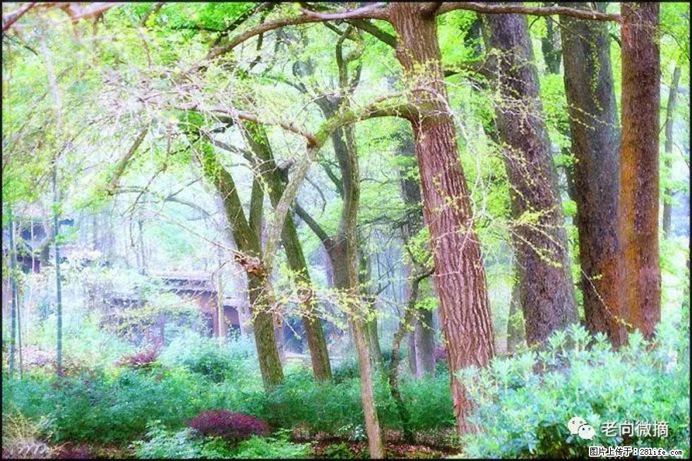 【春天，广西桂林灌阳县向您发出邀请！】在小龙村与春天约会 - 游山玩水 - 双鸭山生活社区 - 双鸭山28生活网 sys.28life.net