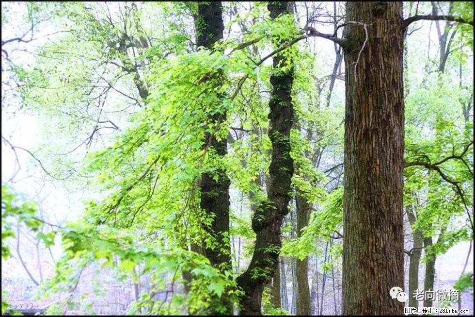 【春天，广西桂林灌阳县向您发出邀请！】在小龙村与春天约会 - 游山玩水 - 双鸭山生活社区 - 双鸭山28生活网 sys.28life.net