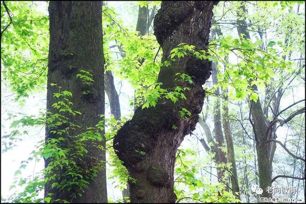 【春天，广西桂林灌阳县向您发出邀请！】在小龙村与春天约会 - 游山玩水 - 双鸭山生活社区 - 双鸭山28生活网 sys.28life.net