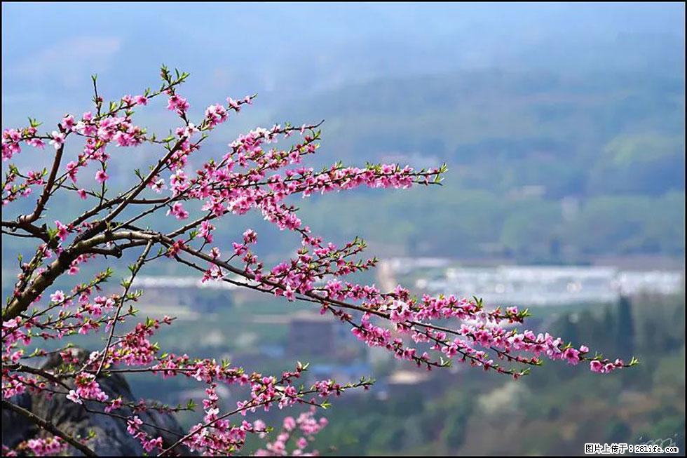 【春天,广西桂林灌阳县向您发出邀请!】望月岭上桃花开 - 游山玩水 - 双鸭山生活社区 - 双鸭山28生活网 sys.28life.net