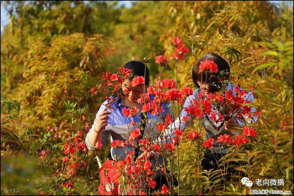 【春天，广西桂林灌阳县向您发出邀请！】登麒麟山，相约映山红 - 游山玩水 - 双鸭山生活社区 - 双鸭山28生活网 sys.28life.net