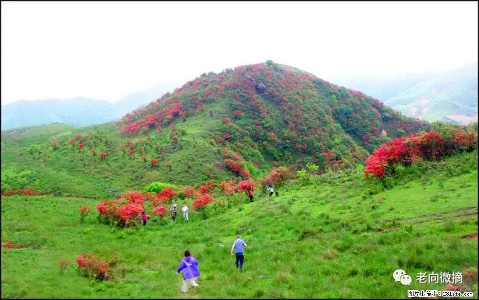 【春天，广西桂林灌阳县向您发出邀请！】宝盖山上映山红 - 游山玩水 - 双鸭山生活社区 - 双鸭山28生活网 sys.28life.net