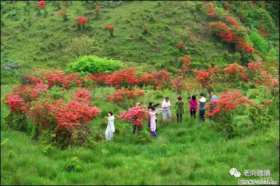 【春天，广西桂林灌阳县向您发出邀请！】宝盖山上映山红 - 游山玩水 - 双鸭山生活社区 - 双鸭山28生活网 sys.28life.net