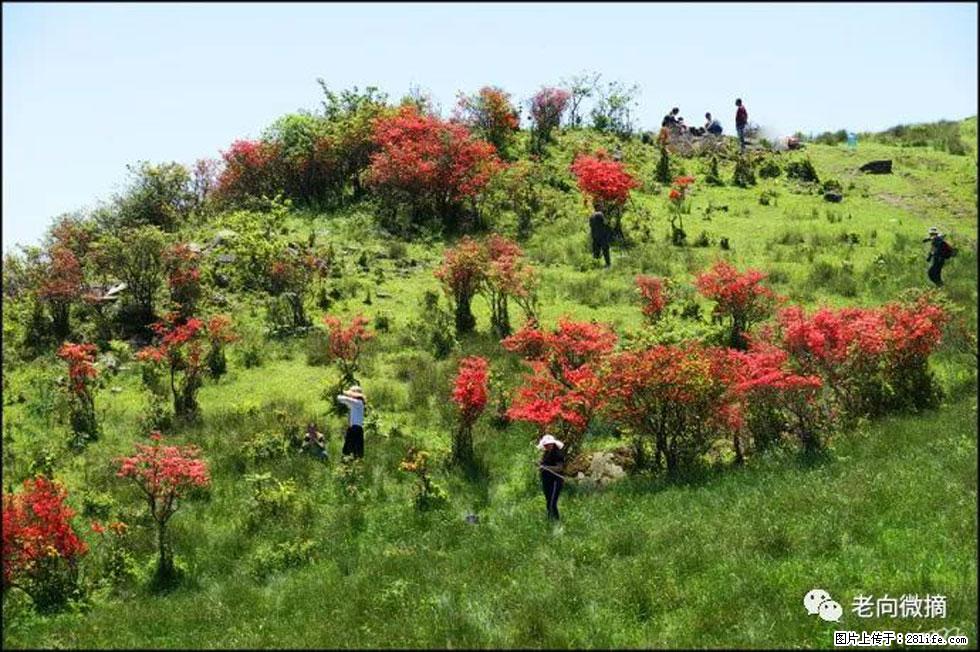 【春天，广西桂林灌阳县向您发出邀请！】宝盖山上映山红 - 游山玩水 - 双鸭山生活社区 - 双鸭山28生活网 sys.28life.net