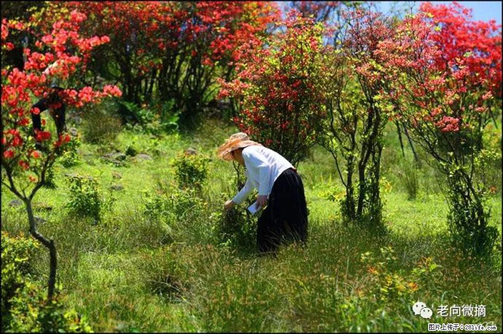 【春天，广西桂林灌阳县向您发出邀请！】宝盖山上映山红 - 游山玩水 - 双鸭山生活社区 - 双鸭山28生活网 sys.28life.net