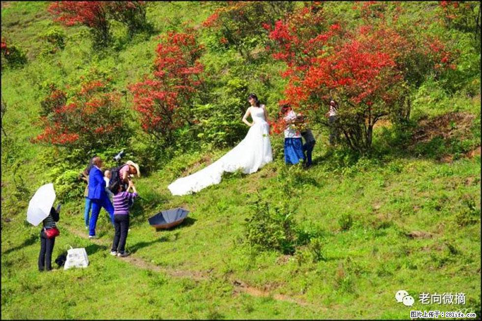 【春天，广西桂林灌阳县向您发出邀请！】宝盖山上映山红 - 游山玩水 - 双鸭山生活社区 - 双鸭山28生活网 sys.28life.net