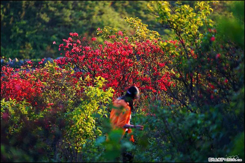 【春天,广西桂林灌阳县向您发出邀请!】春木界上映山红 - 游山玩水 - 双鸭山生活社区 - 双鸭山28生活网 sys.28life.net
