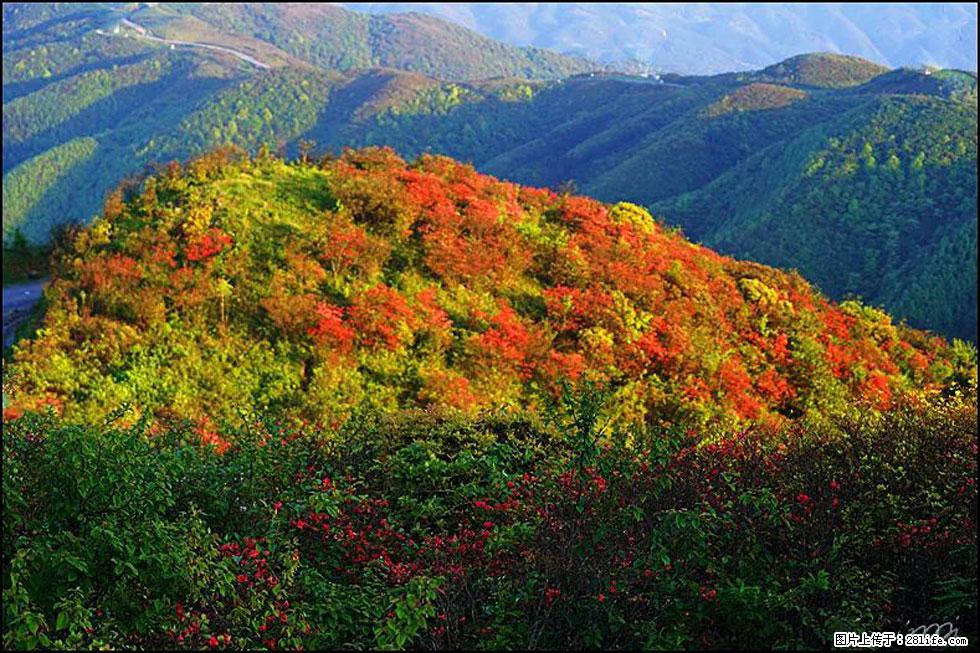 【春天,广西桂林灌阳县向您发出邀请!】春木界上映山红 - 游山玩水 - 双鸭山生活社区 - 双鸭山28生活网 sys.28life.net