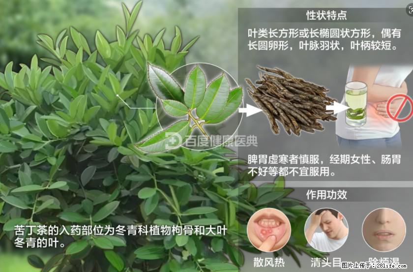 苦丁茶有哪些功效和作用 - 生活百科 - 双鸭山生活社区 - 双鸭山28生活网 sys.28life.net