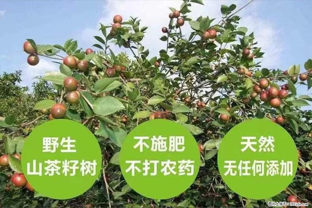 【灌阳县油茶产业示范区】一个有着充实的精神生活的人，对待身外之物自会有一种淡泊的态度 - 美食天地 - 双鸭山生活社区 - 双鸭山28生活网 sys.28life.net