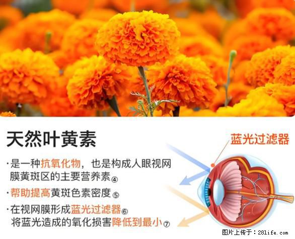 叶黄素有什么功效和作用 - 生活百科 - 双鸭山生活社区 - 双鸭山28生活网 sys.28life.net