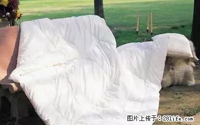 被子有异味？只要这样做，比晒太阳还强100倍！ - 家居生活 - 双鸭山生活社区 - 双鸭山28生活网 sys.28life.net