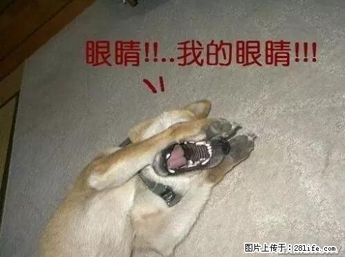 笑癫了！一女的怀孕三年未生，他终于忍不住了... - 娱乐八卦 - 双鸭山生活社区 - 双鸭山28生活网 sys.28life.net