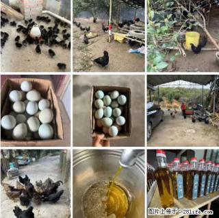 油茶园从小鸡仔开始养起的纯土鸡、土鸡蛋可以预定啦！还有前几天刚榨的纯山茶油哦 - 双鸭山28生活网 sys.28life.net