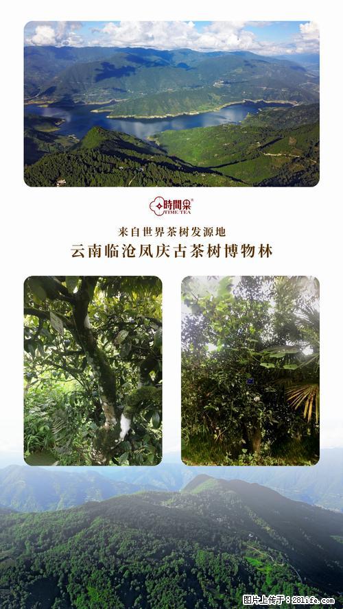 时间果百年古树2025年春红茶 - 购物交流 - 双鸭山生活社区 - 双鸭山28生活网 sys.28life.net