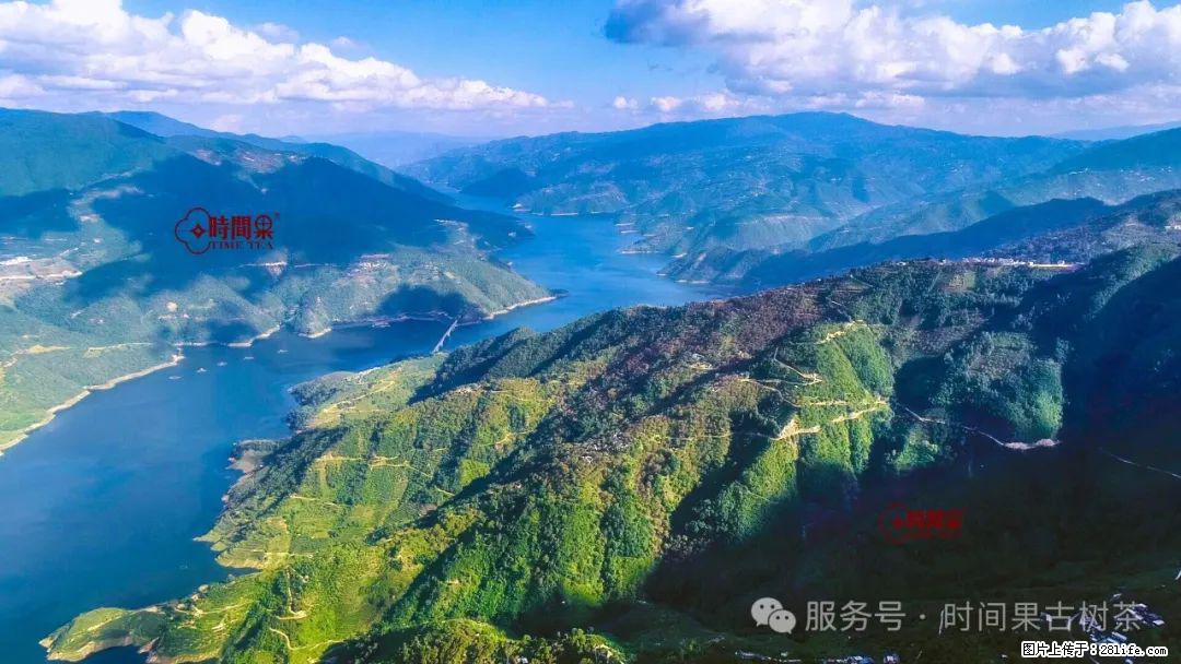 时间果百年古树龙珠普洱生茶 - 购物交流 - 双鸭山生活社区 - 双鸭山28生活网 sys.28life.net
