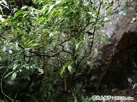 平乐石崖茶，珍贵仅次于金花茶 - 双鸭山生活资讯 - 双鸭山28生活网 sys.28life.net