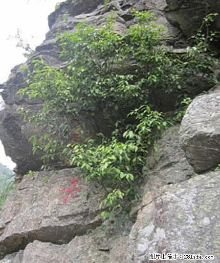 平乐石崖茶，珍贵仅次于金花茶 - 双鸭山生活资讯 - 双鸭山28生活网 sys.28life.net