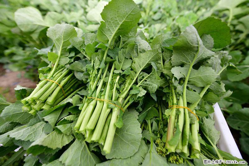 这些蔬菜是“天然钙片”，这6种被医生重点推荐 - 双鸭山生活资讯 - 双鸭山28生活网 sys.28life.net